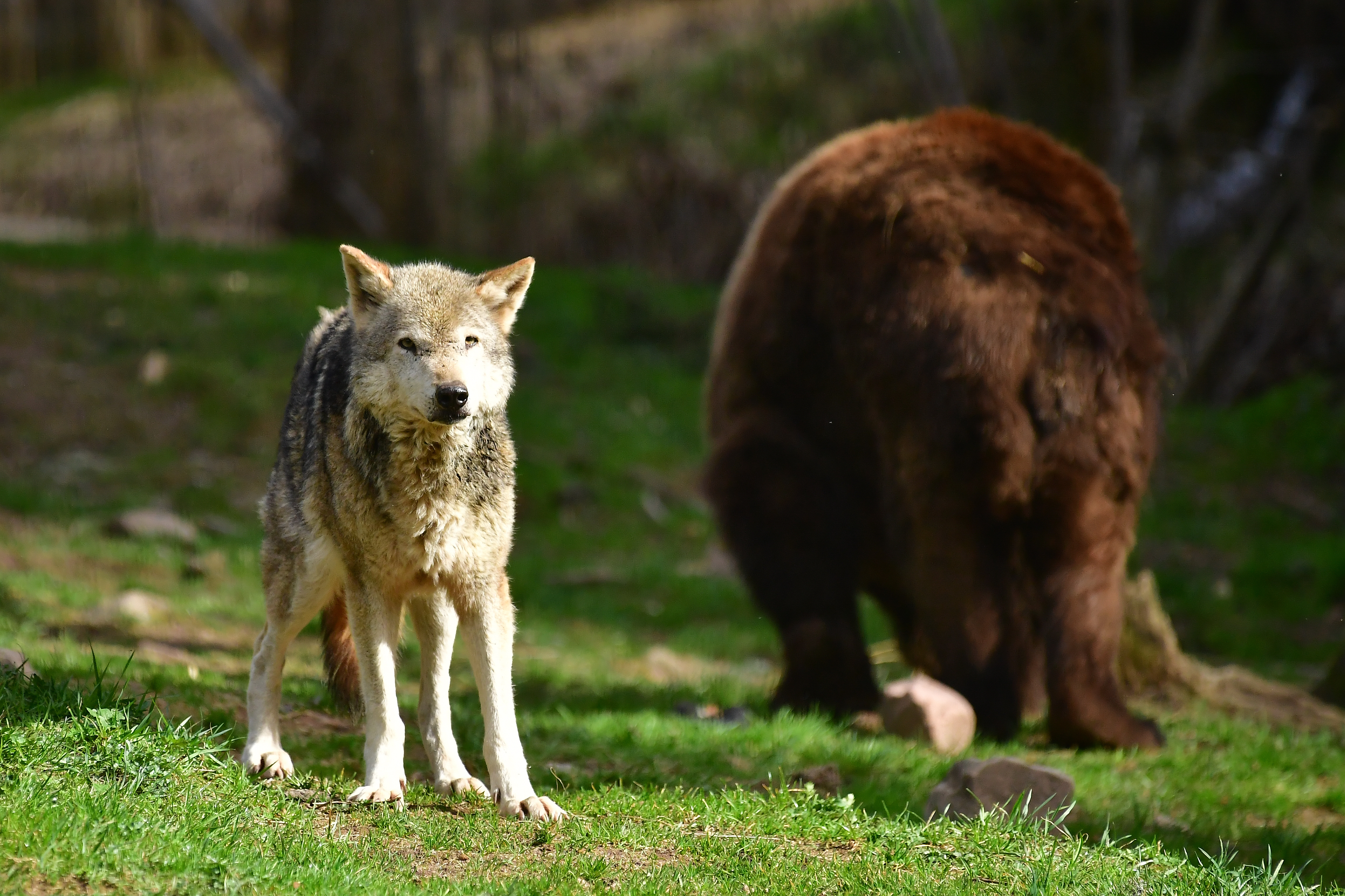 Ausflugsziel: Alternativer Wolf- und Bärenpark