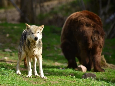 Ausflugsziel: Alternativer Wolf- und Bärenpark