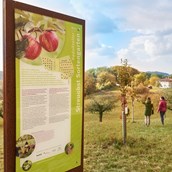 Ausflugsziel - Im Streuobst-Sortengarten werden alte Obstsorten kultiviert. - Streuobst- Sortengarten