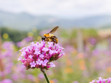 Ausflugsziel: Symbolbild für Ausflugsziel Hof Berg-Garten beim Klausenhof. Keine korrekte oder ähnlich Darstellung! - Hof Berg-Garten beim Klausenhof