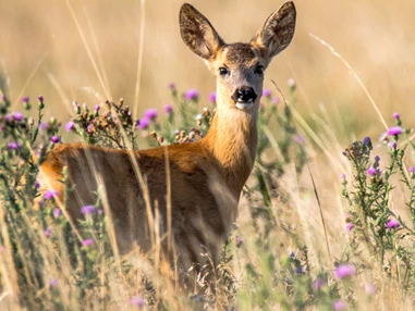 Ausflugsziel: Wildpark Bad Mergentheim