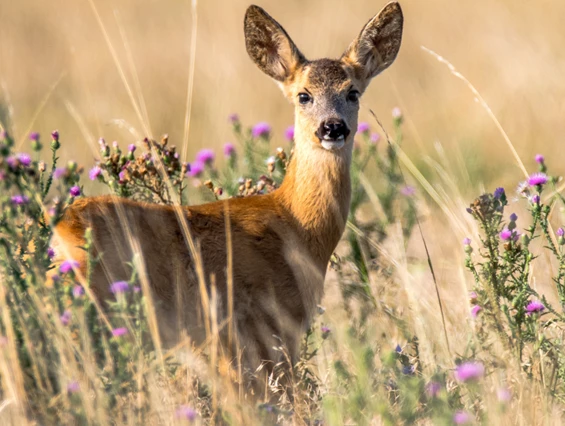 Ausflugsziel: Wildpark Bad Mergentheim