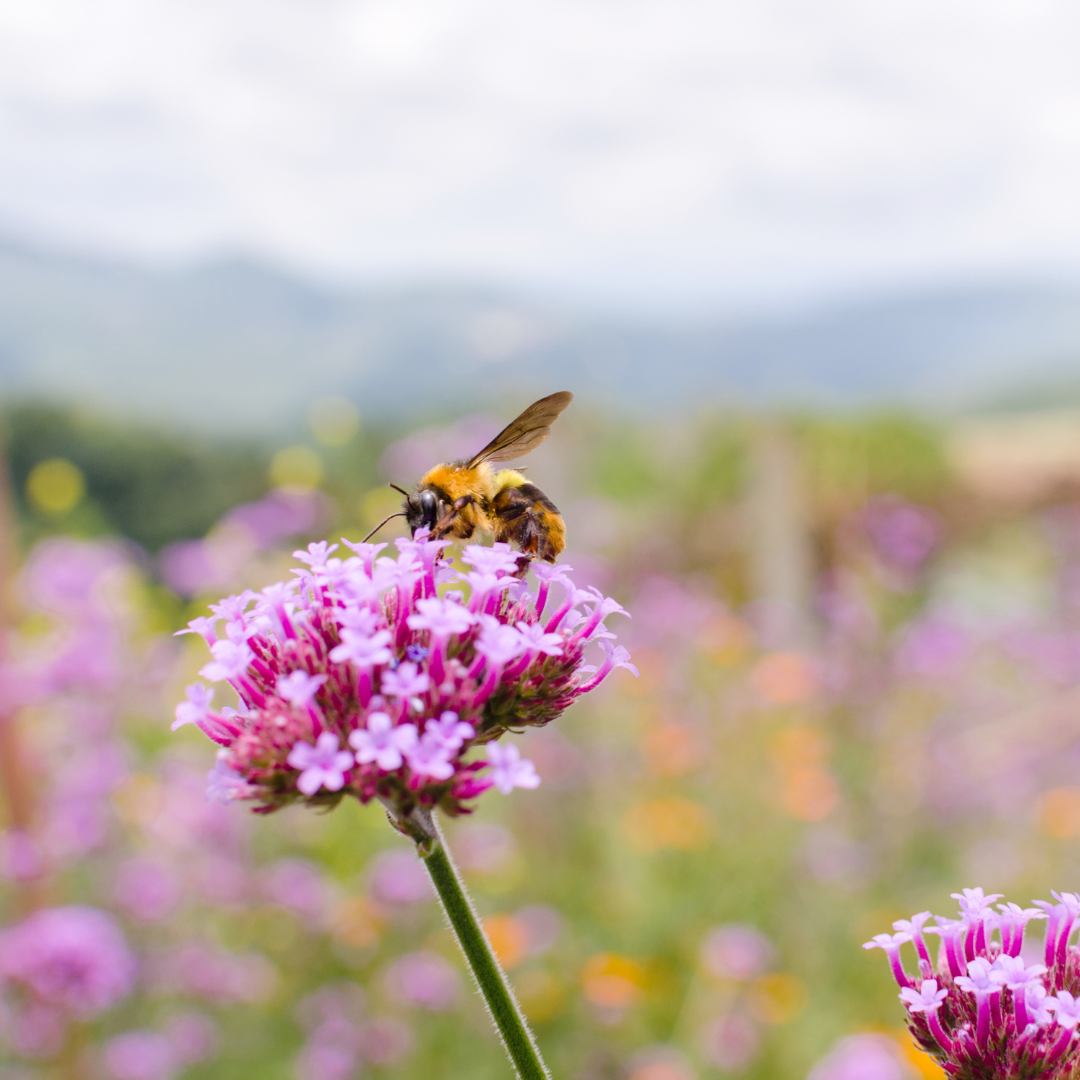 Voyage avec des enfants - Offenburg (Ortenaukreis) - Symbolbild für Ausflugsziel Garten Hohenstein. Keine korrekte oder ähnlich Darstellung! - Garten Hohenstein