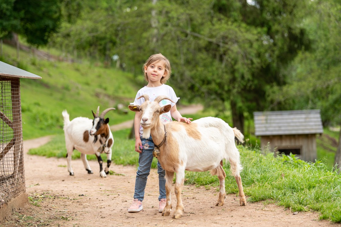 Ausflugsziel: Auf du und du mit der Ziege mit Tannis´s Ziege - Unterkirnach - Tannis kleine Tierscheune