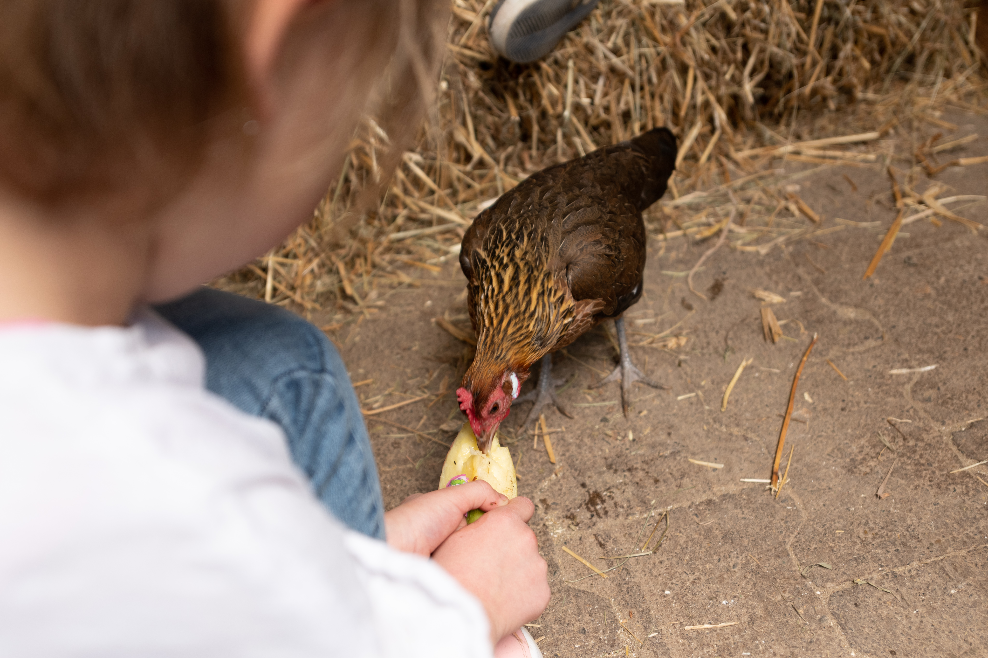 Ausflugsziel: Unterkirnach - Tannis kleine Tierscheune