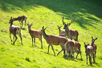 Ausflugsziel: Seebach - Rotwildgehege des Fuchsmichelhofes