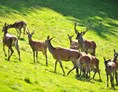 Ausflugsziel: Seebach - Rotwildgehege des Fuchsmichelhofes