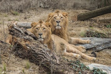 Ausflugsziel: Das Brüderpaar Kajal und Shapur gehört zu den extrem seltenen Asiatischen Löwen, von denen es nur noch rund 400 auf der Welt gibt. - Wilhelma - Zoologisch-Botanischer Garten Stuttgart