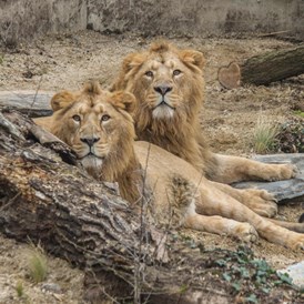 Ausflugsziel: Das Brüderpaar Kajal und Shapur gehört zu den extrem seltenen Asiatischen Löwen, von denen es nur noch rund 400 auf der Welt gibt. - Wilhelma - Zoologisch-Botanischer Garten Stuttgart