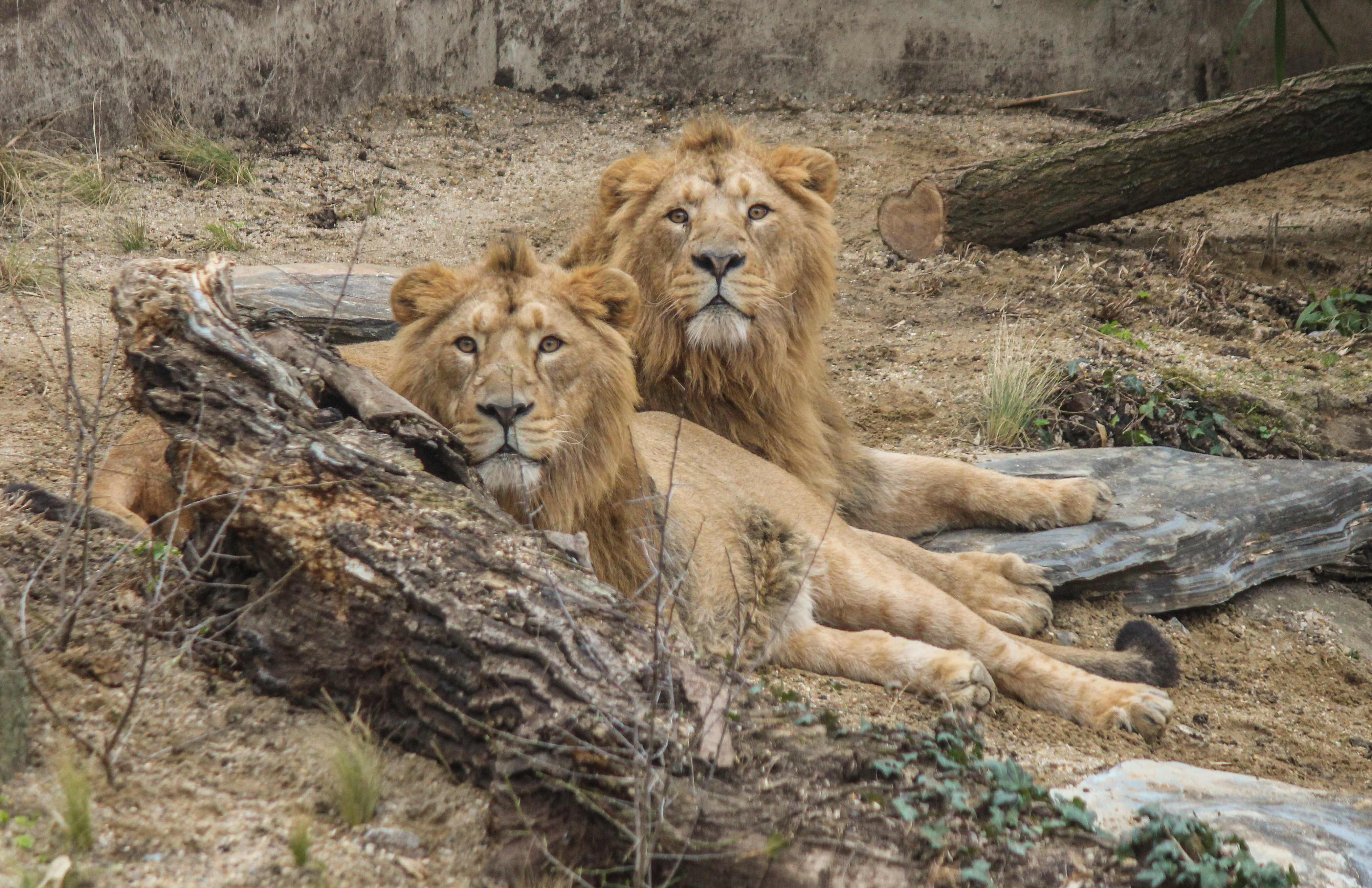 Ausflugsziel: Wilhelma - Zoologisch-Botanischer Garten Stuttgart