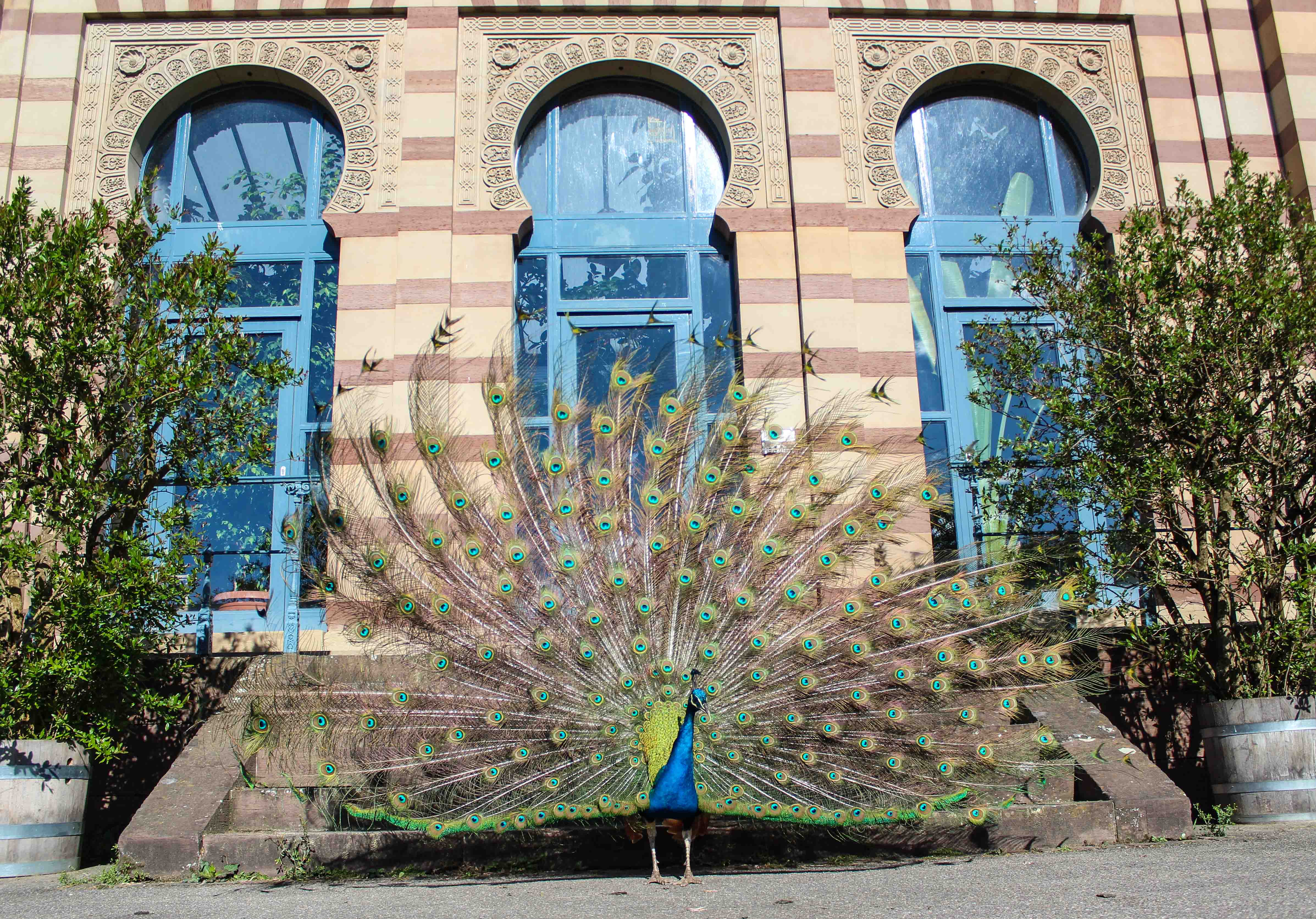 Ausflugsziel: Wilhelma - Zoologisch-Botanischer Garten Stuttgart