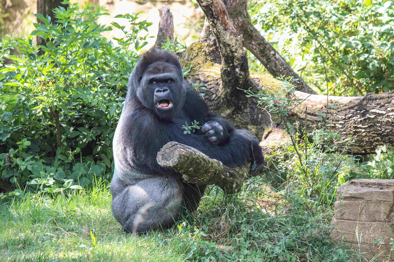 Wilhelma - Zoologisch-Botanischer Garten Stuttgart Highlights beim Ausflugsziel Große Affenvielfalt
