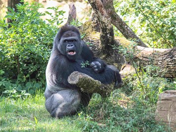 Wilhelma - Zoologisch-Botanischer Garten Stuttgart Highlights beim Ausflugsziel Große Affenvielfalt