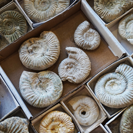 Ausflugsziel: Paläontologische Sammlung