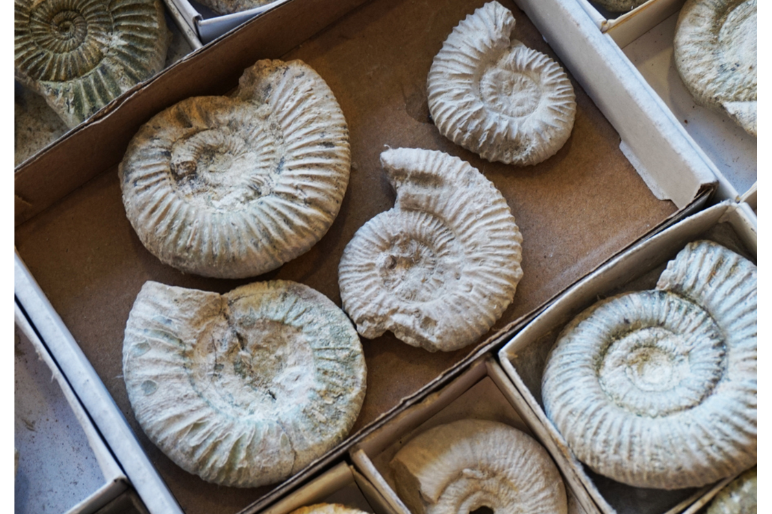 Ausflugsziel: Paläontologische Sammlung