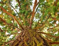 Ausflugsziel: Mammutbaum