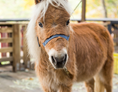 Ausflugsziel: Symbolbild für Ausflugsziel Pony- und Märchenpark Zwergental. Keine korrekte oder ähnlich Darstellung! - Pony- und Märchenpark Zwergental