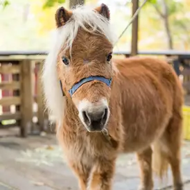 Ausflugsziel: Pony- und Märchenpark Zwergental