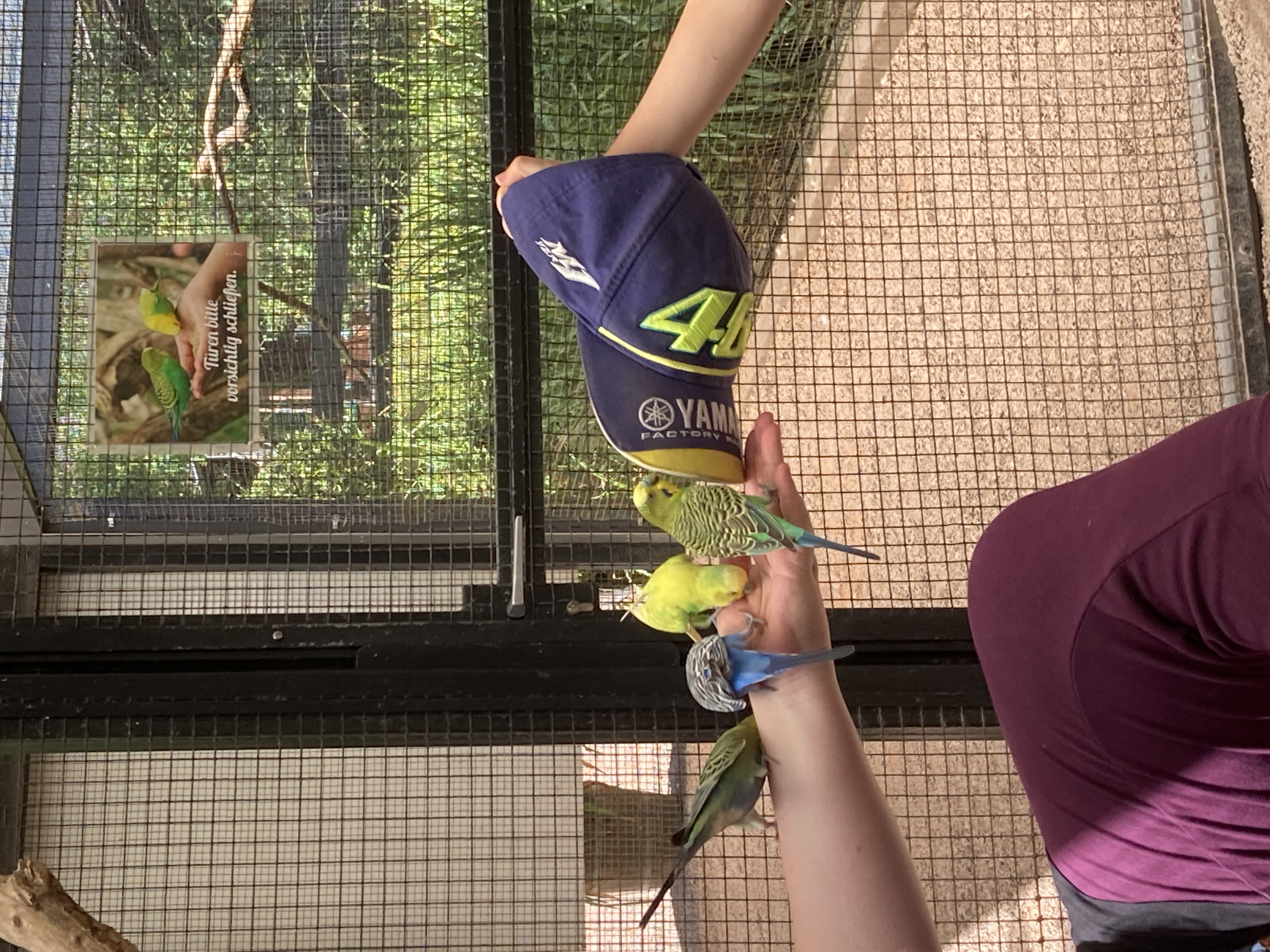 Ausflug mit Kindern - Münstertal - Vogelpark Steinen