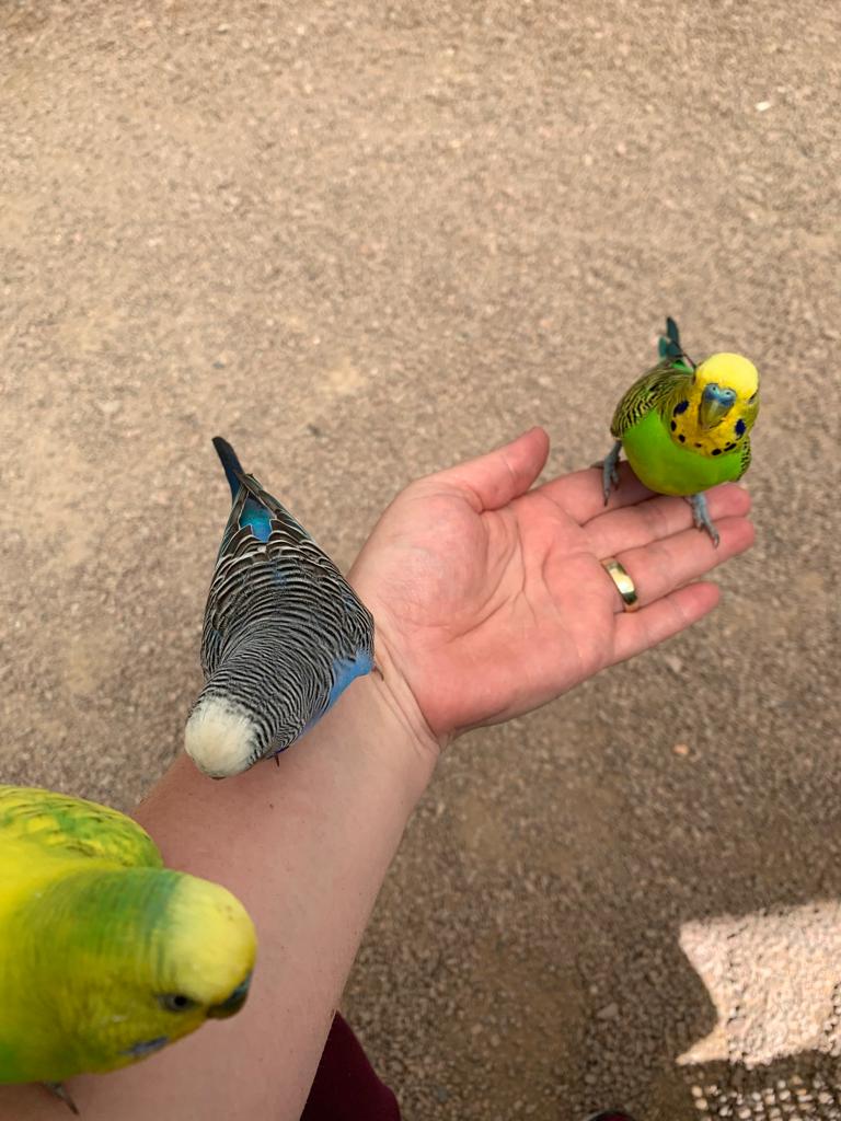 Ausflugsziel: Vogelpark Steinen