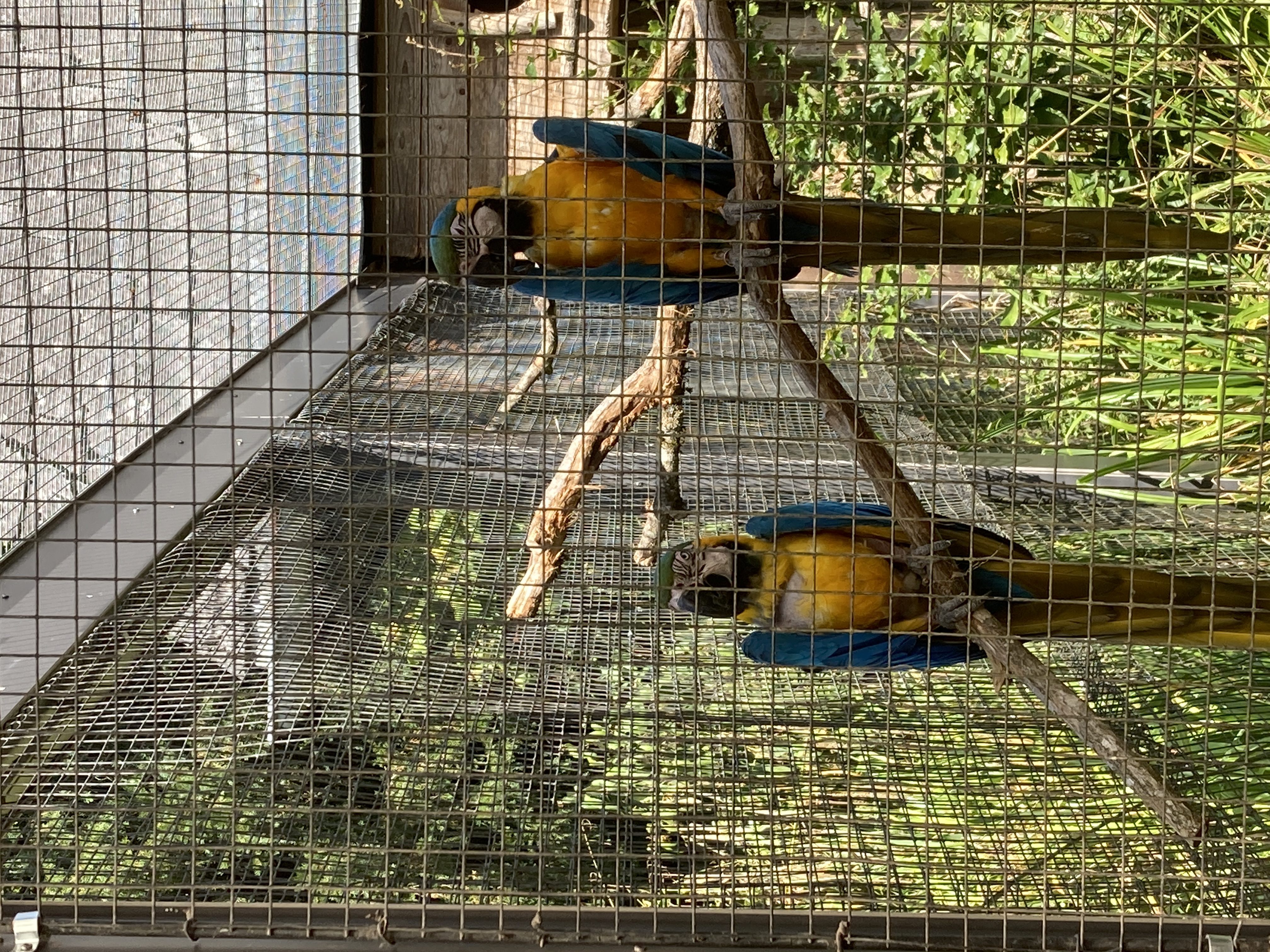 Ausflugsziel: Vogelpark Steinen