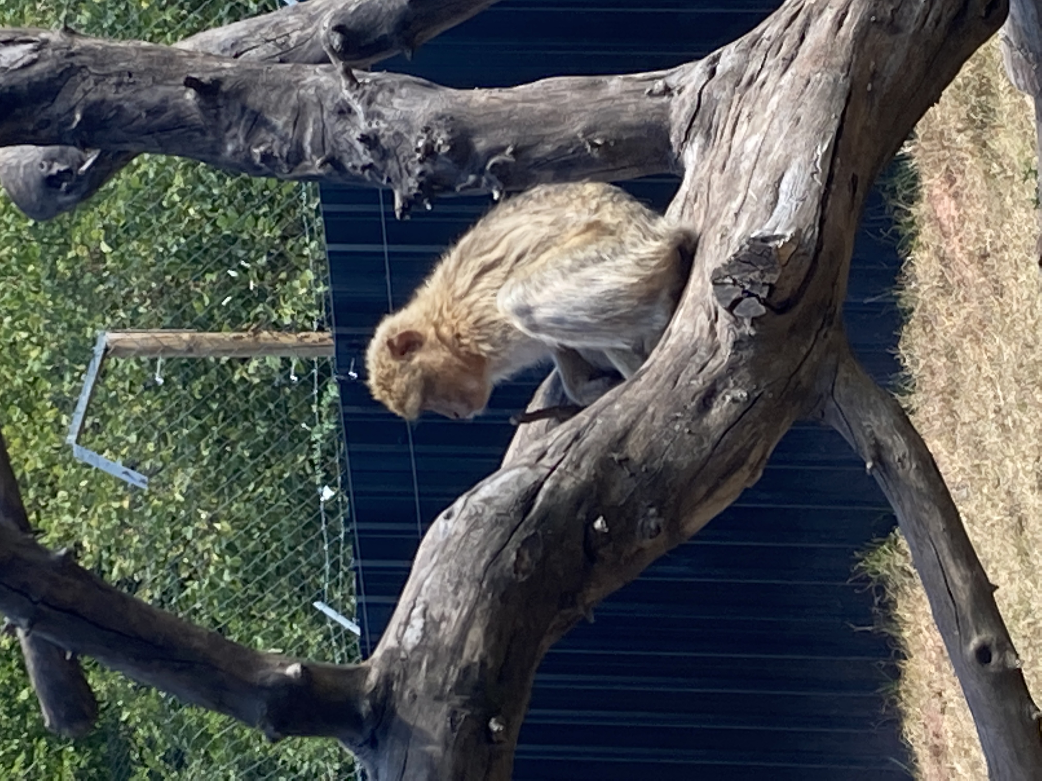 Ausflugsziel: Vogelpark Steinen