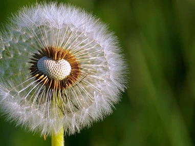 Ausflugsziel: Garten Dannegger