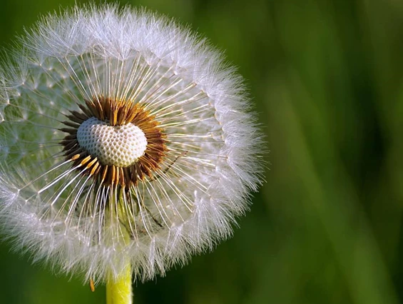 Ausflugsziel: Garten Dannegger