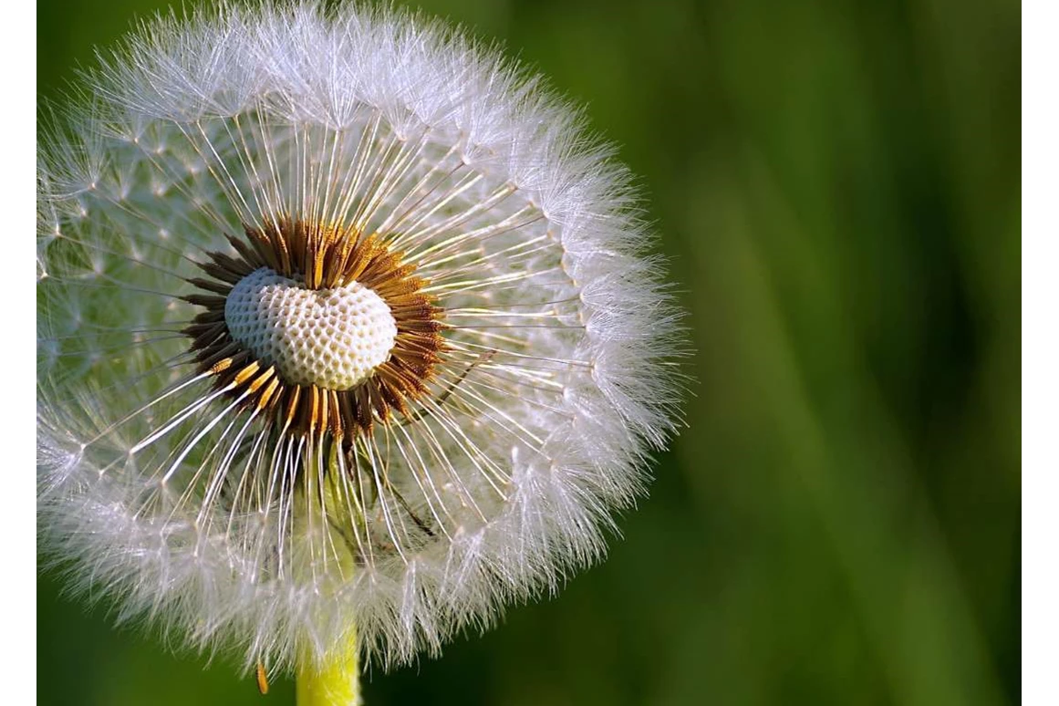 Ausflugsziel: Garten Dannegger