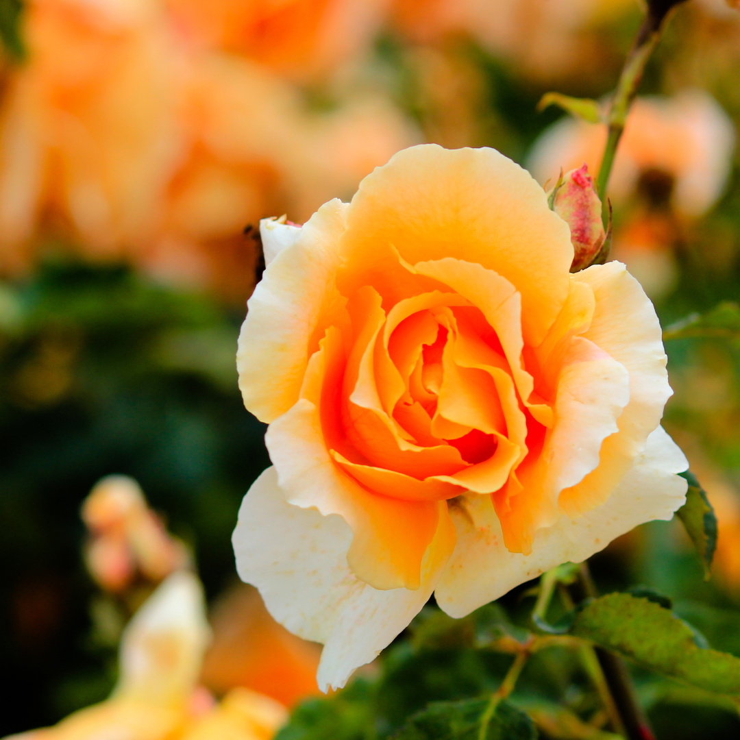 Trip with children - Neuhausen am Rheinfall - Rosendorf Nöggenschwiel