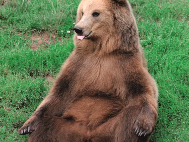 Ausflugsziel: Wildparadies Tripsdrill