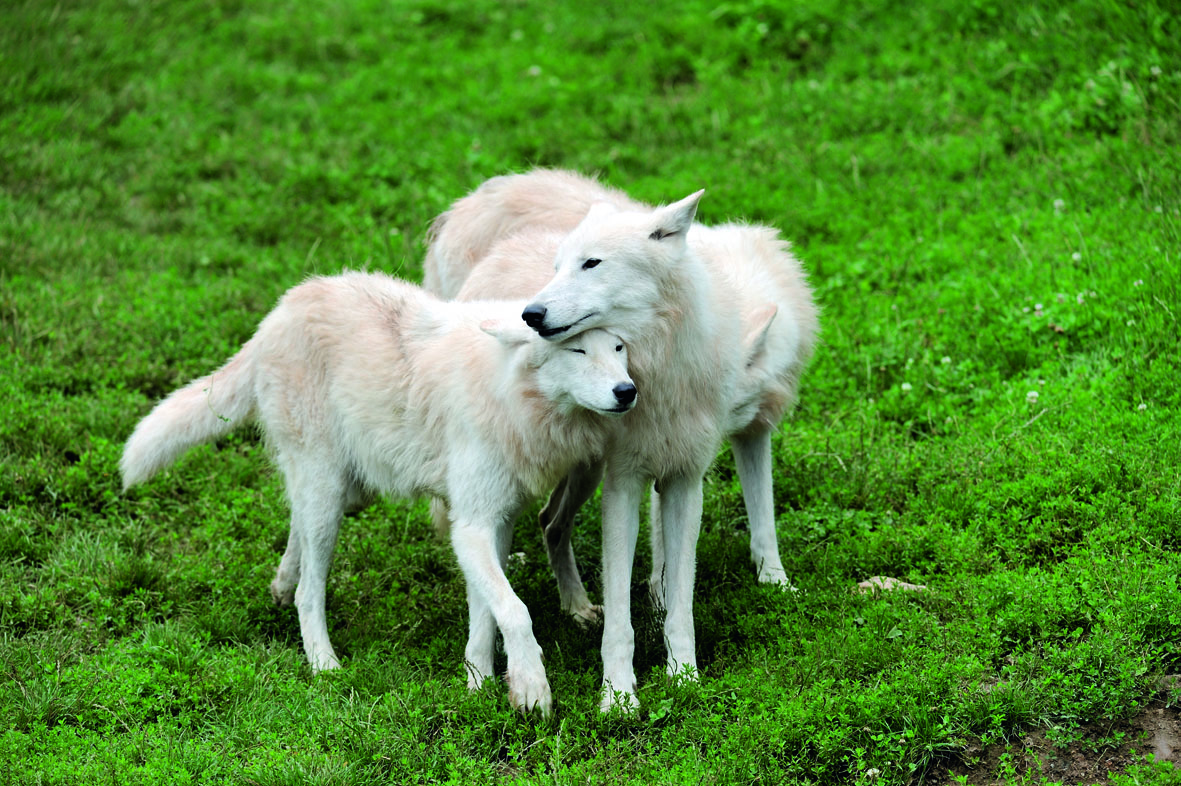 Ausflugsziel: Wildparadies Tripsdrill