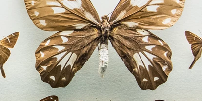 Reis met kinderen - Owen - Symbolbild für Ausflugsziel Städtisches Naturkundliches Museum. Keine korrekte oder ähnlich Darstellung! - Städtisches Naturkundliches Museum