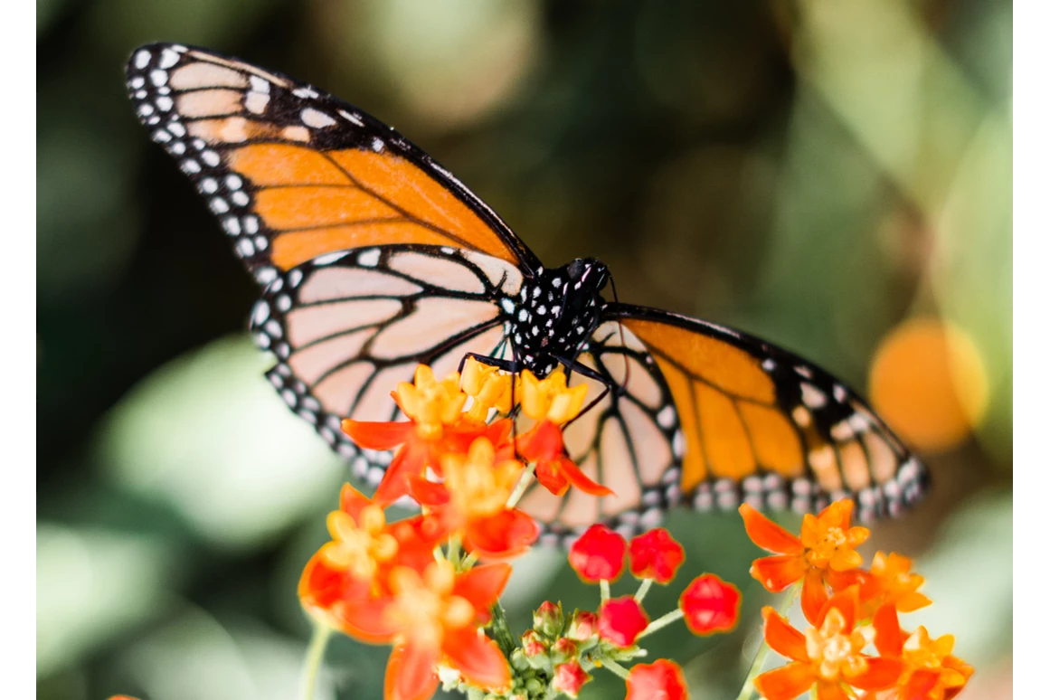 Ausflugsziel: Symbolbild für Ausflugsziel Natur im Garten Platanenweg 5 Insel Mainau. Keine korrekte oder ähnlich Darstellung! - Natur im Garten Platanenweg 5 Insel Mainau