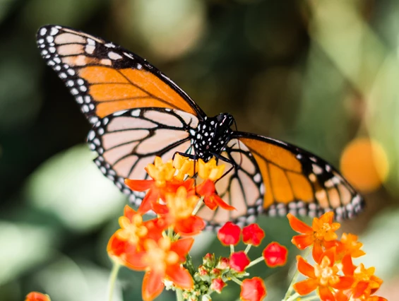 Ausflugsziel: Natur im Garten Platanenweg 5 Insel Mainau