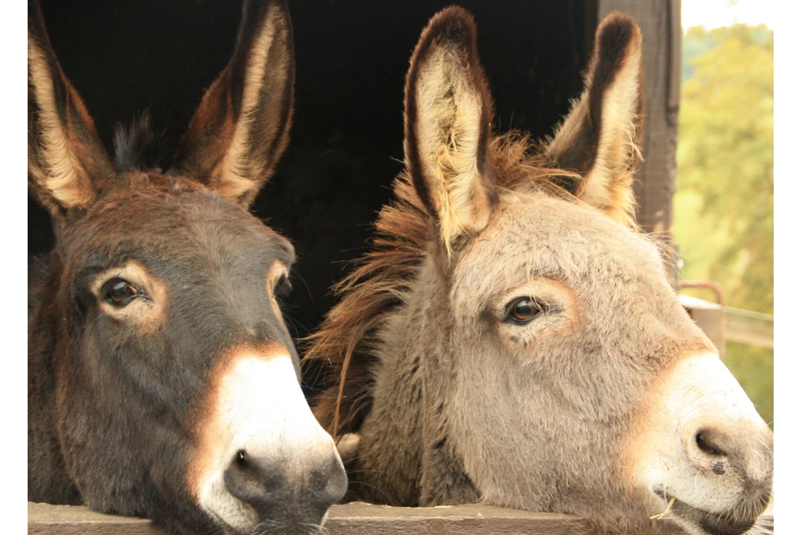 Ausflugsziel: Symbolbild für Ausflugsziel Freudenstadt-Grüntal: Esel-Wanderungen. Keine korrekte oder ähnlich Darstellung! - Freudenstadt-Grüntal Esel-Wanderungen