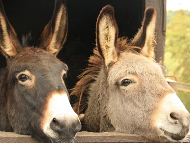 Ausflugsziel: Freudenstadt-Grüntal Esel-Wanderungen