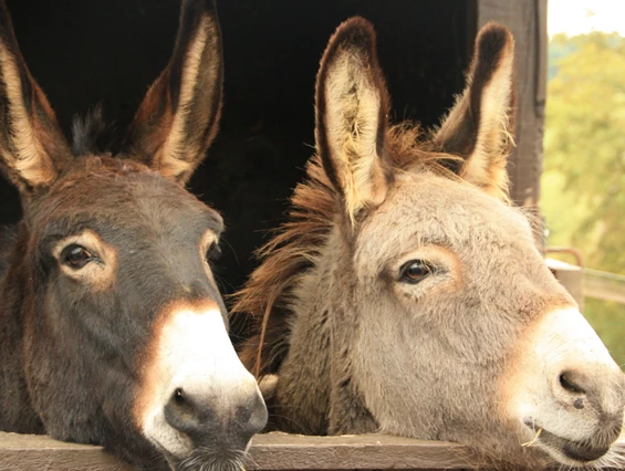 Ausflugsziel: Freudenstadt-Grüntal Esel-Wanderungen