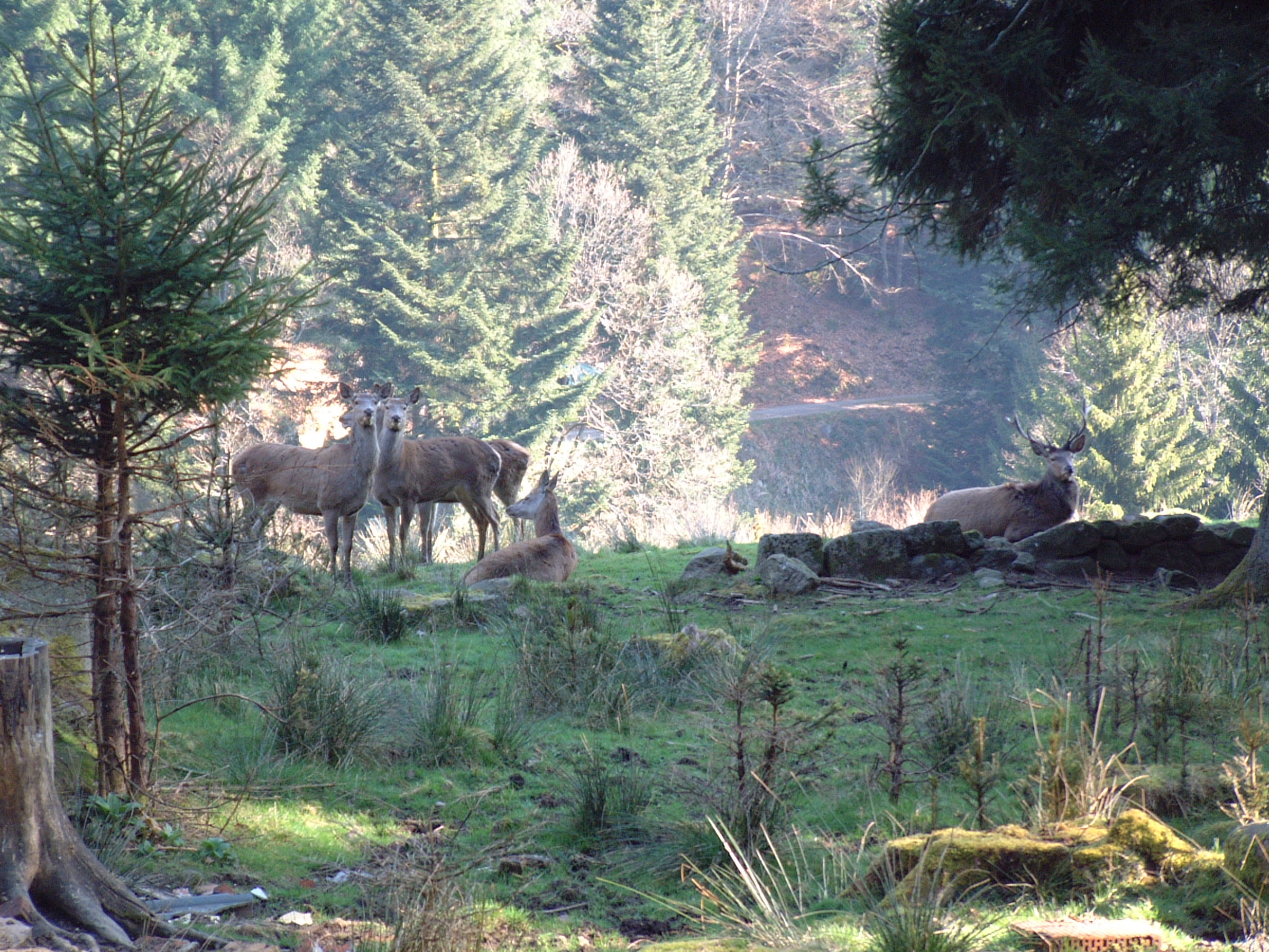 Trip with children - Alter der Kinder: Jugendliche - Unterreichenbach (Calw) - Forbach-Bermersbach - Wildgehege