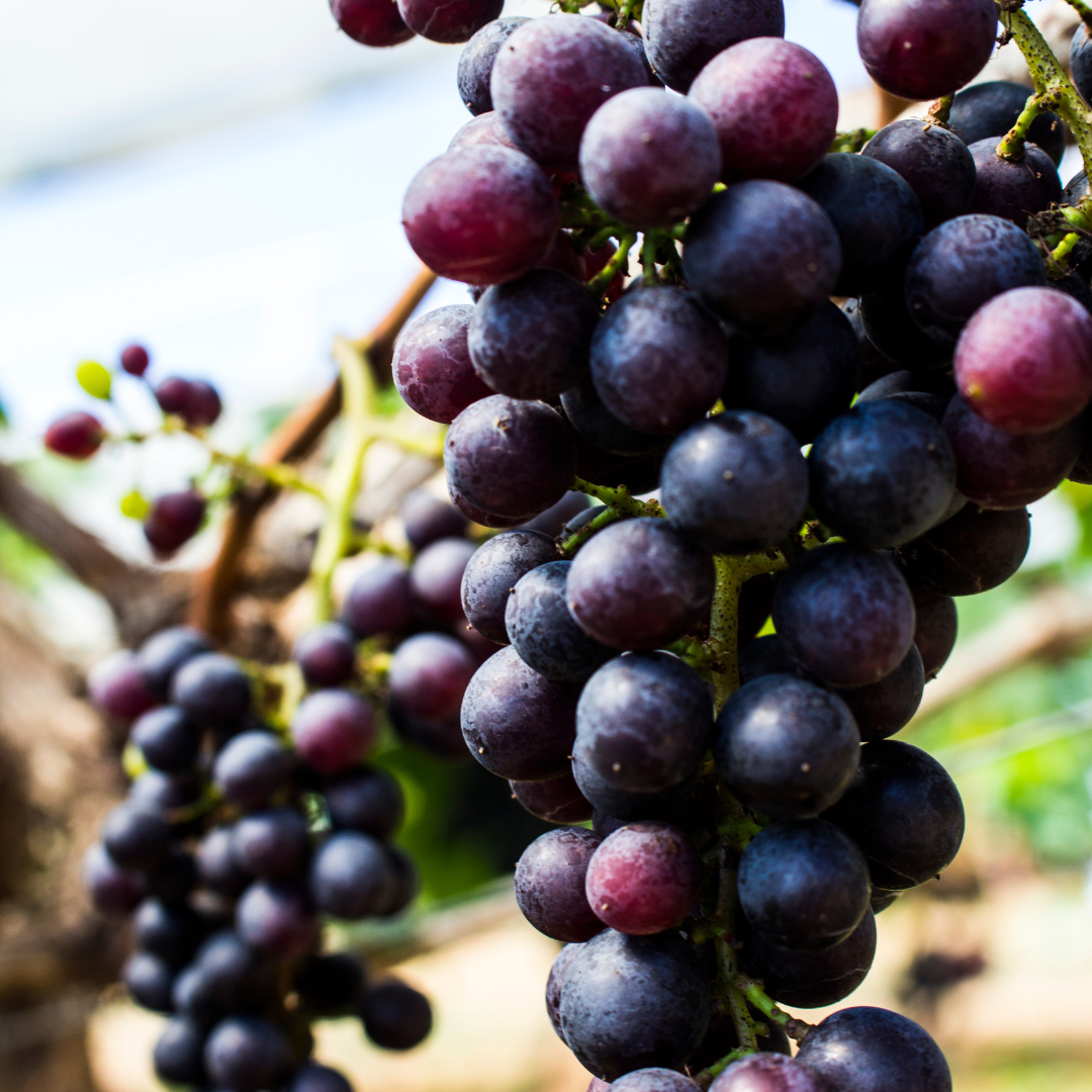 Reis met kinderen - Eislingen/Fils - Symbolbild für Ausflugsziel Obstbaumuseum. Keine korrekte oder ähnlich Darstellung! - Obstbaumuseum