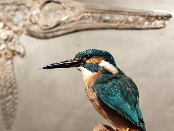 Ausflugsziel: Naturmuseum Ulm