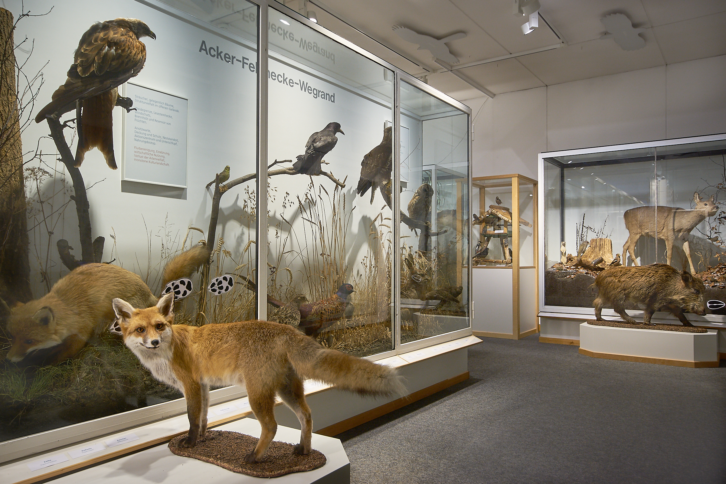 Reis met kinderen - Themenschwerpunkt: Tiere - Baden-Württemberg - Naturmuseum Ulm