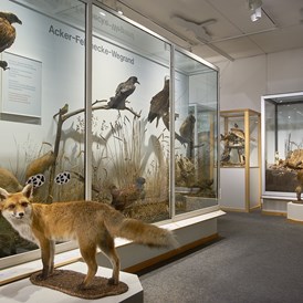 Ausflugsziel: Naturmuseum Ulm