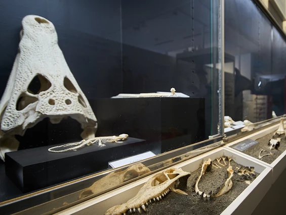 Ausflugsziel: Naturmuseum Ulm