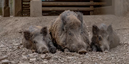 Voyage avec des enfants - Pratteln - Wildgehege Waldshut