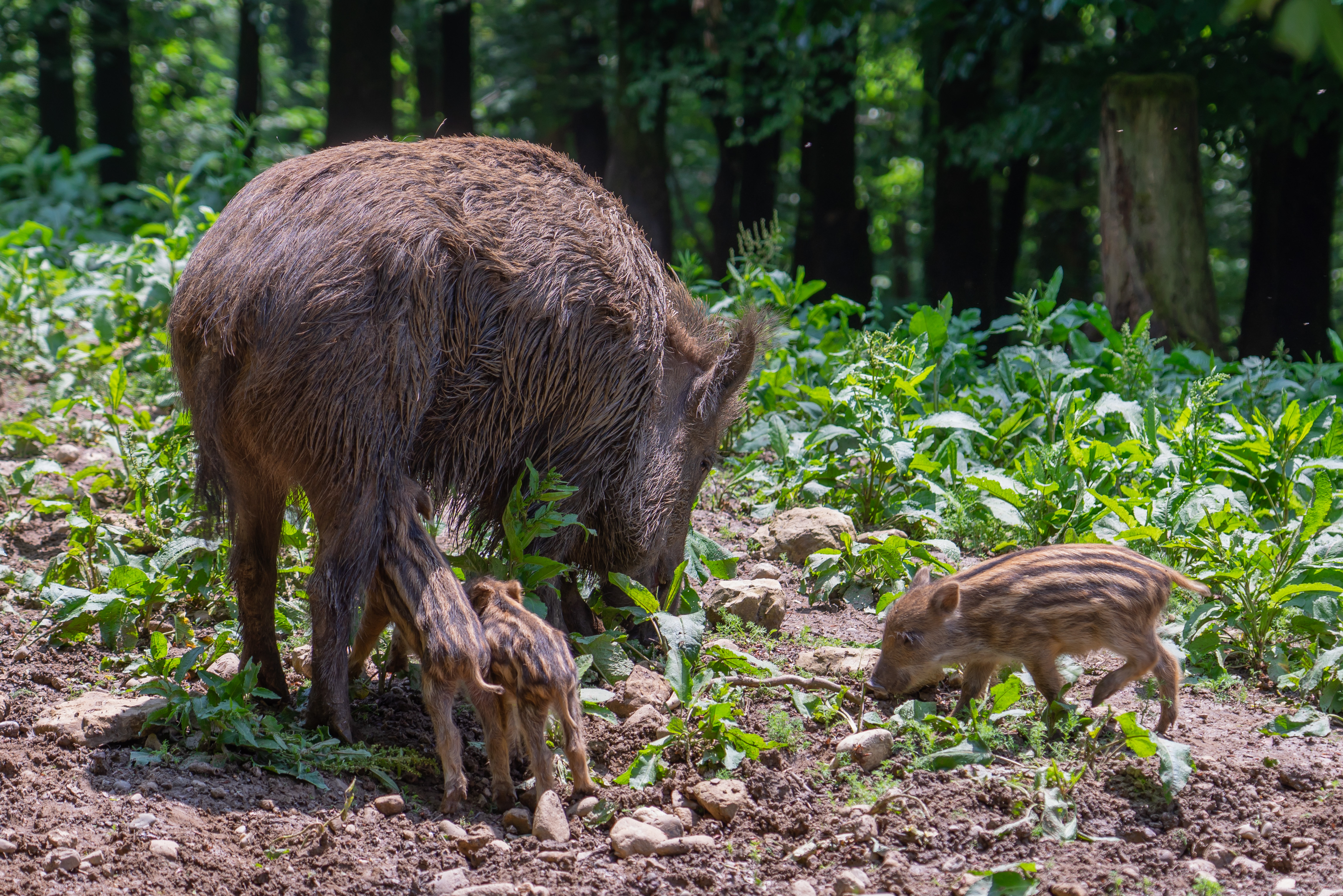Ausflugsziel: Wildgehege Waldshut