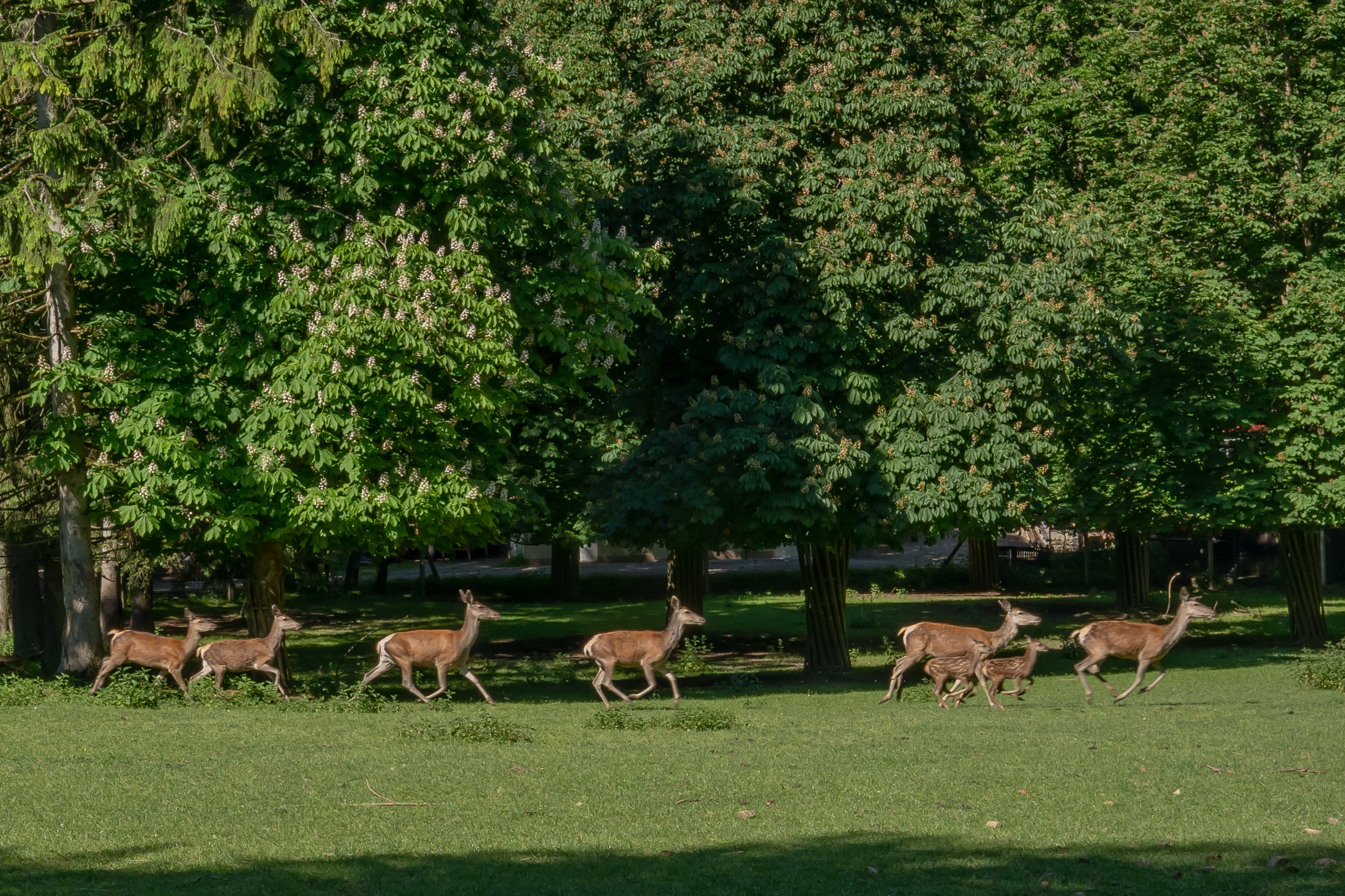 Ausflugsziel: Wildgehege Waldshut