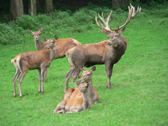Ausflugsziel: Hirsch mit großem Geweih  - Wildgehege Waldshut