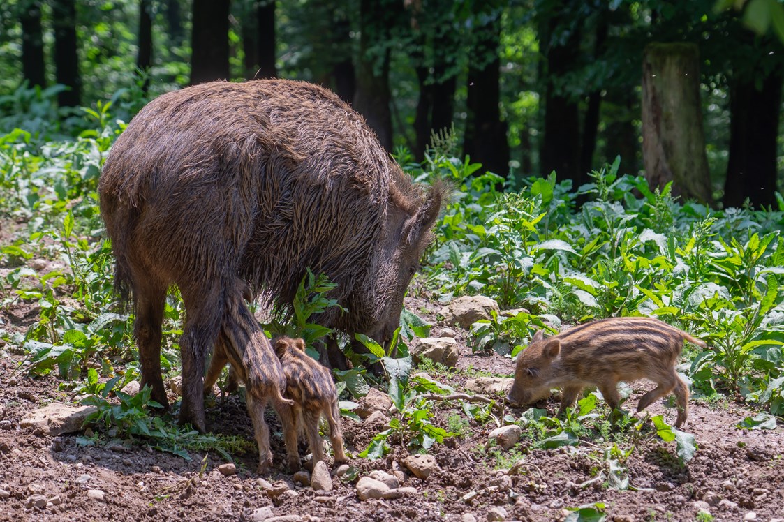 Ausflugsziel: Wildschwein mit Frischlingen - Wildgehege Waldshut