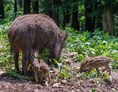 Ausflugsziel: Wildschwein mit Frischlingen - Wildgehege Waldshut
